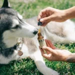 Natural Ingredients in CBD Oil Help Ease Dogs' Anxiety