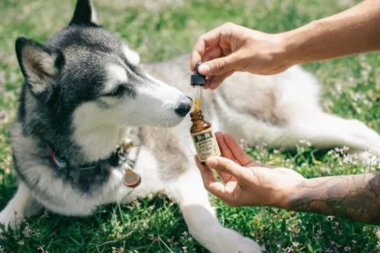 Natural Ingredients in CBD Oil Help Ease Dogs' Anxiety